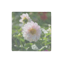 White dahlia in the garden photo