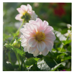 White dahlia in the garden photo tile