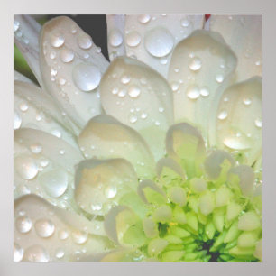 White Dahlia Raindrops Poster