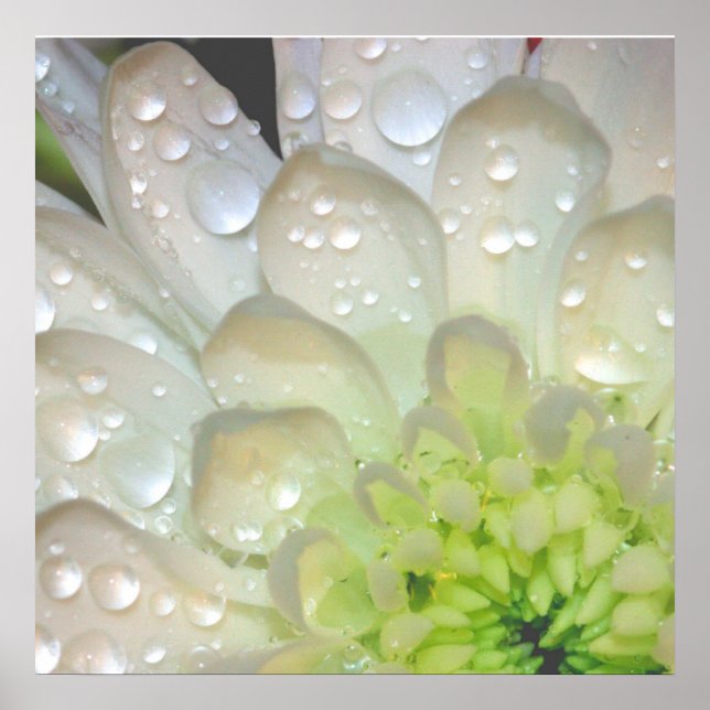 White Dahlia Raindrops Poster (Front)