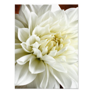White Dahlia Sepia Dahlia Closeup Flower Template Photo Print