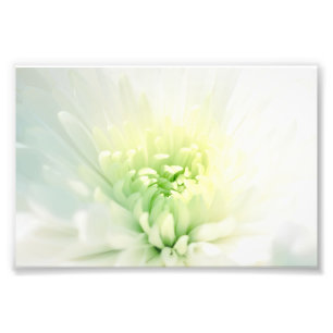 White Dahlia With a Soft Green Center Photo Print
