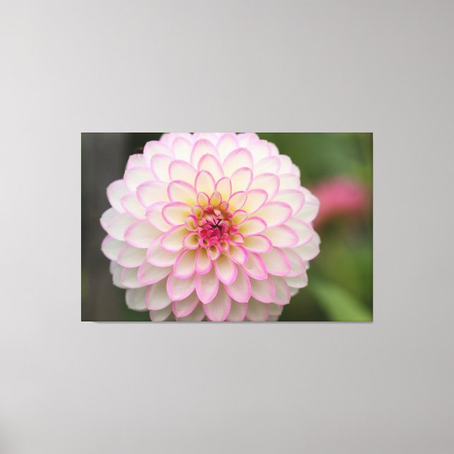 White Dahlia with pink rim Flower Canvas Print (Front)