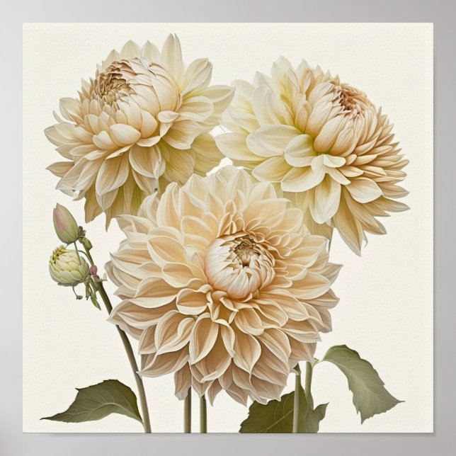 White Dahlias Flower Art Print Poster (Front)