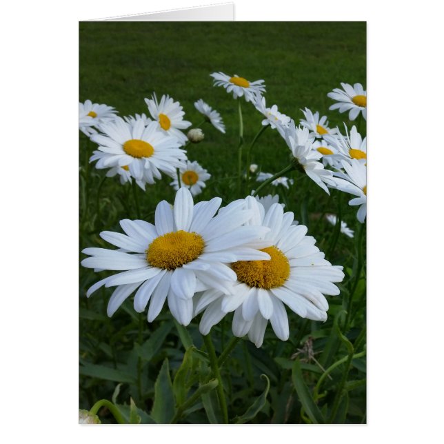 white daisies (Front)