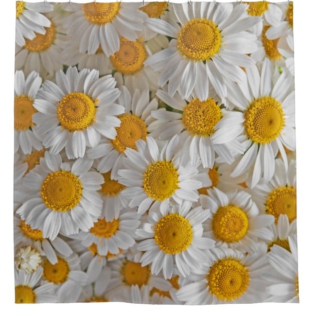 White Daisies: Beautiful Floral Background (Front)