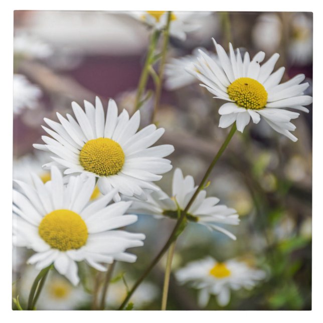 White daisies ceramic tile (Front)