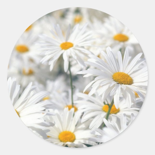  White Daisies Classic Round Sticker (Front)