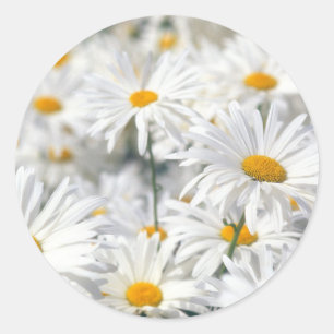 White Daisies Classic Round Sticker