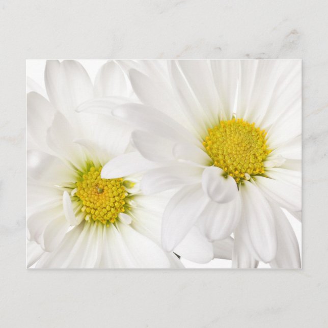 White Daisies - Customized Daisy Flower Template Postcard (Front)
