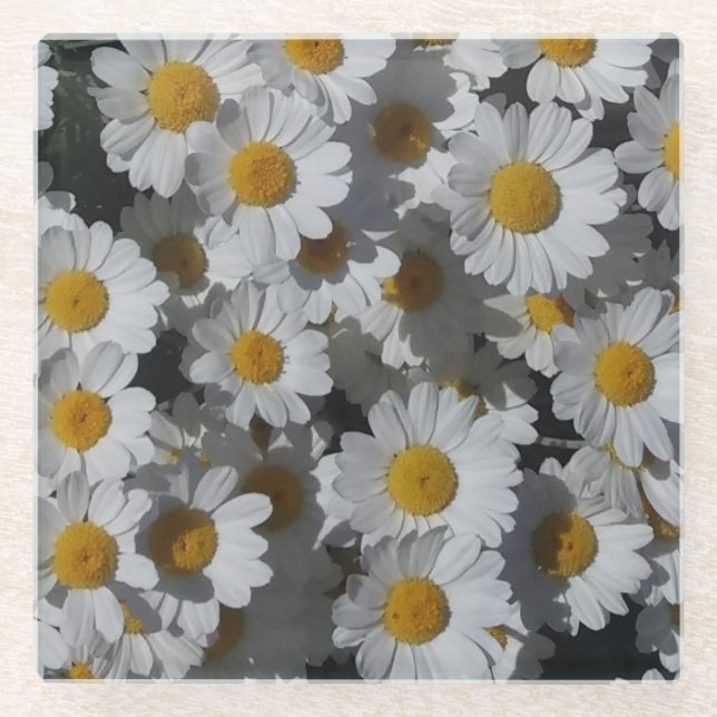 White Daisies  Glass Coaster (Front)