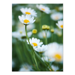 White Daisies in a Field - Customized Daisy Photo Print