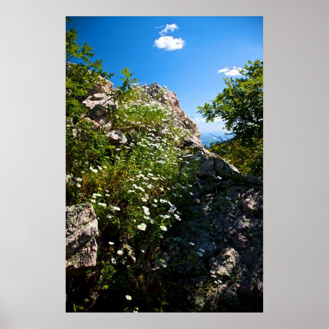 White daisies in bloom nestled in rock poster (Front)