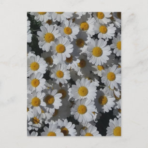 White Daisies Postcard