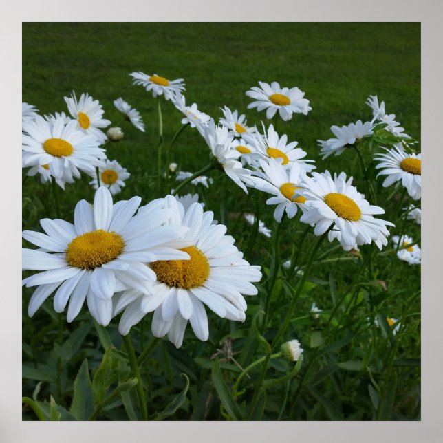 white daisies poster (Front)