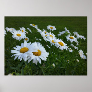 white daisies poster