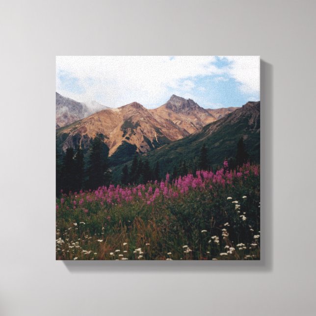 White Daisies Purple Fireweed Talkeetna Mtns. Canvas Print (Front)