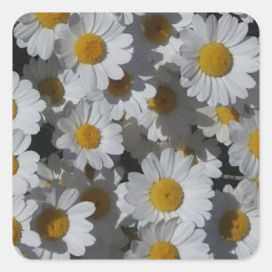 White Daisies  Square Sticker