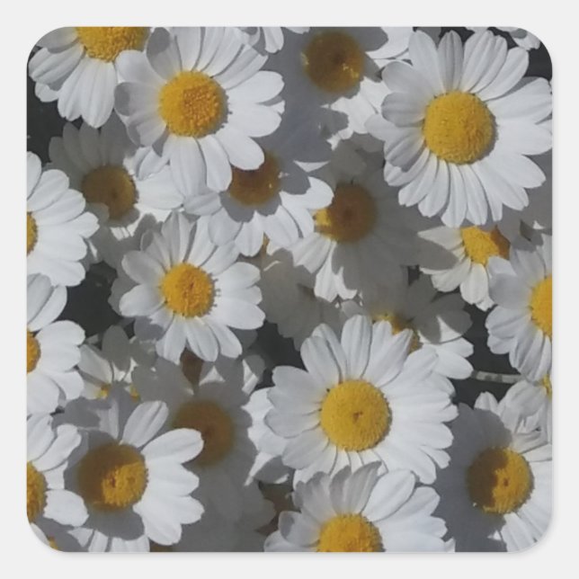 White Daisies  Square Sticker (Front)