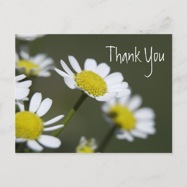 White Daisies Thank You Postcard (Front)