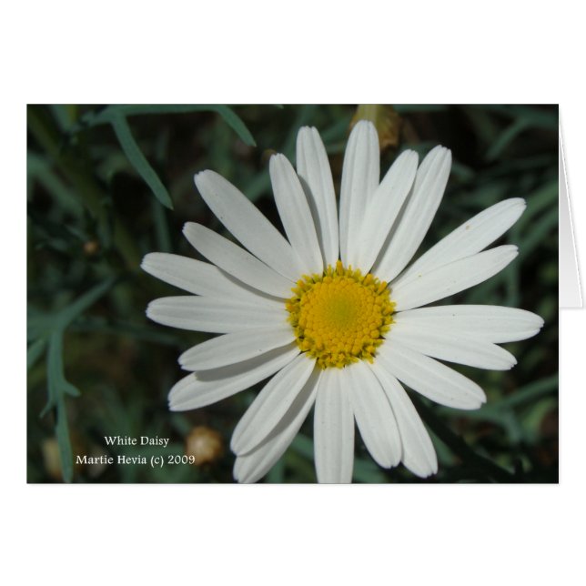 White Daisy Card (Front Horizontal)