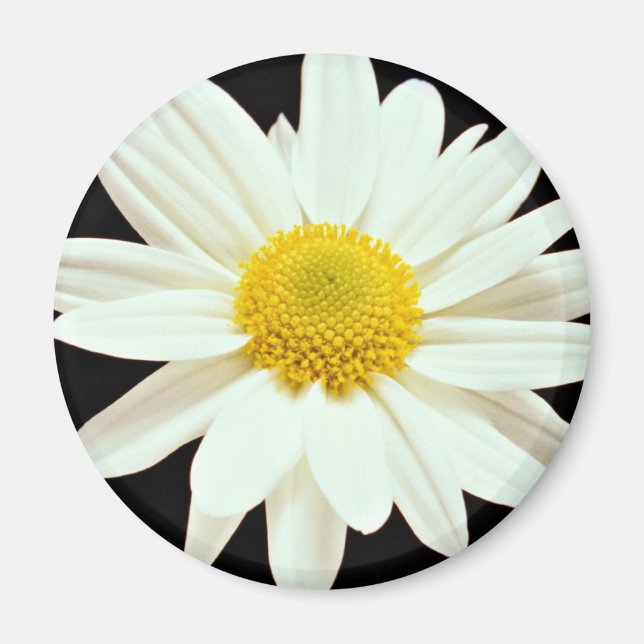 White daisy chrysanthemum  flowers magnet (Front)