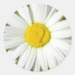 White Daisy Classic Round Sticker
