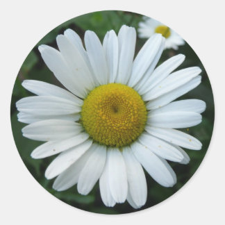 White Daisy Classic Round Sticker