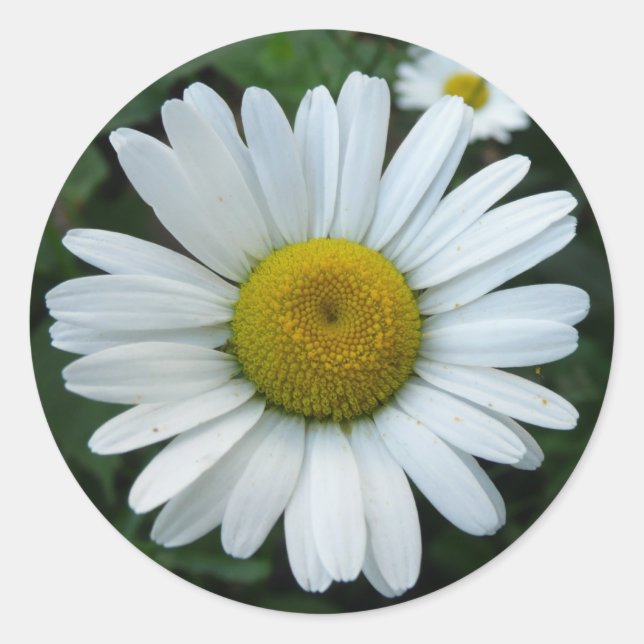 White Daisy Classic Round Sticker (Front)