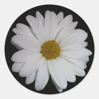 White Daisy Classic Round Sticker