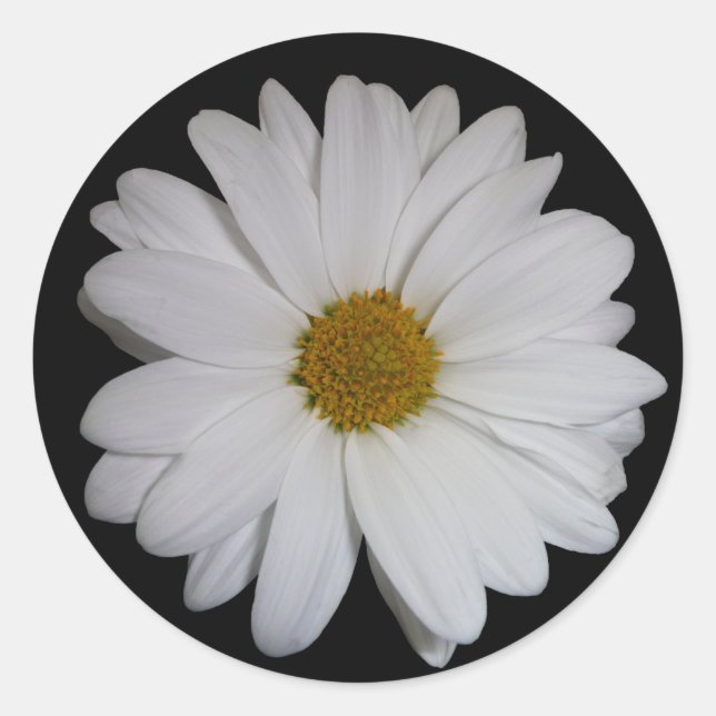 White Daisy Classic Round Sticker (Front)