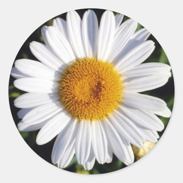 white daisy classic round sticker (Front)