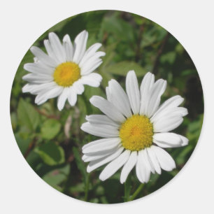 White Daisy Classic Round Sticker