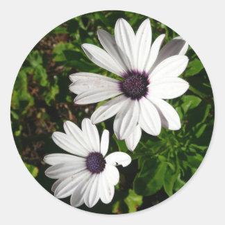 White Daisy Classic Round Sticker