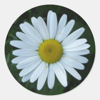 White Daisy Classic Round Sticker
