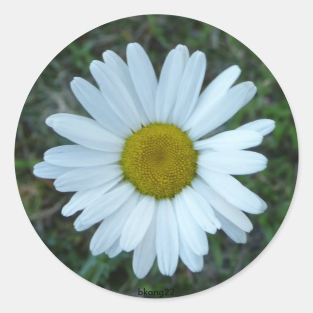 white daisy classic round sticker (Front)