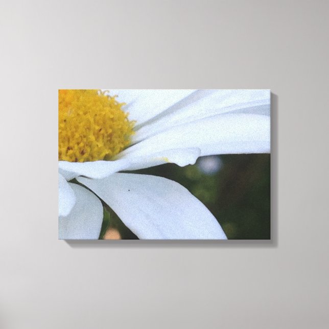 White Daisy Closeup Canvas Print (Front)