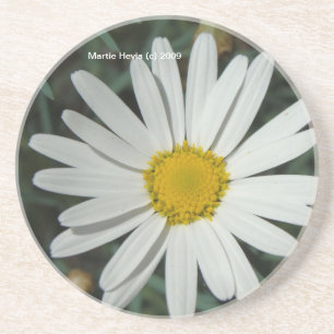 White Daisy - Coaster