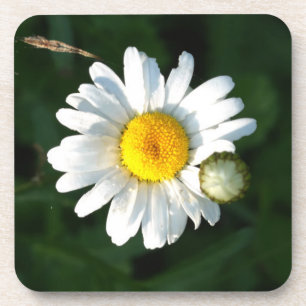 White Daisy coasters