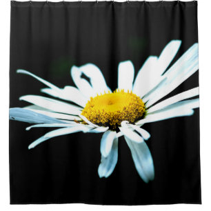 White Daisy Flower