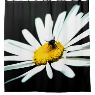 White Daisy Flower And A Fly