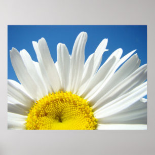 White Daisy Flower art prints Blue Sky Floral
