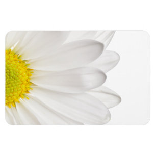 White Daisy Flower Background Customized Daisies Magnet