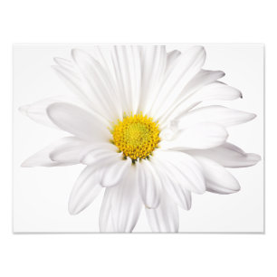 White Daisy Flower Background Customized Daisies Photo Print