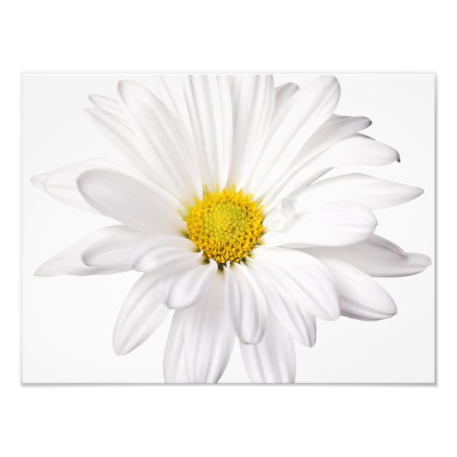 White Daisy Flower Background Customized Daisies Photo Print (Front)