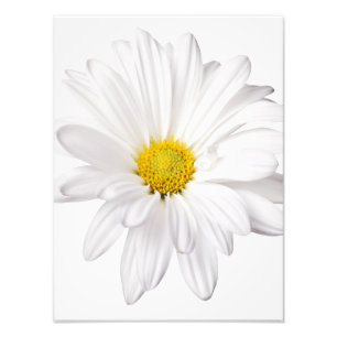 White Daisy Flower Background Customized Daisies Photo Print