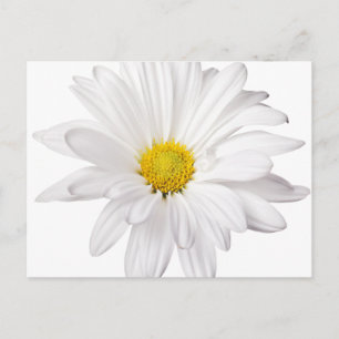 White Daisy Flower Background Customized Daisies Postcard