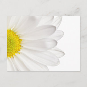 White Daisy Flower Background Customized Daisies Postcard