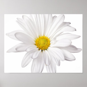 White Daisy Flower Background Customized Daisies Poster