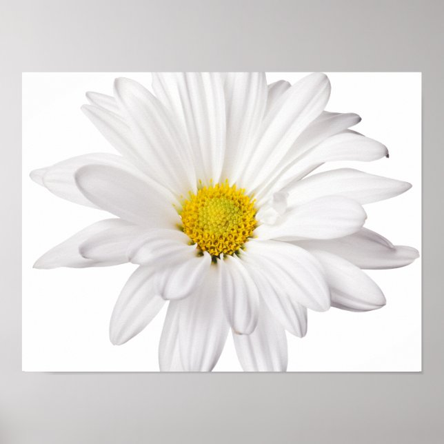 White Daisy Flower Background Customized Daisies Poster (Front)